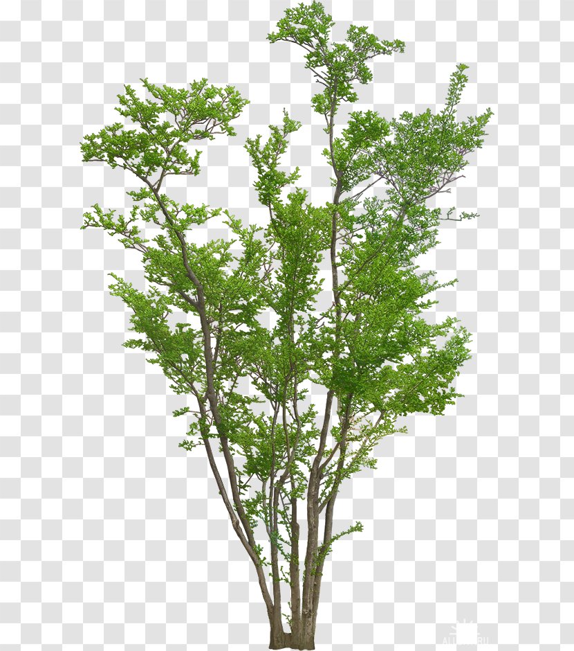 Plant Trees And Shrubs Image - Tree Transparent PNG