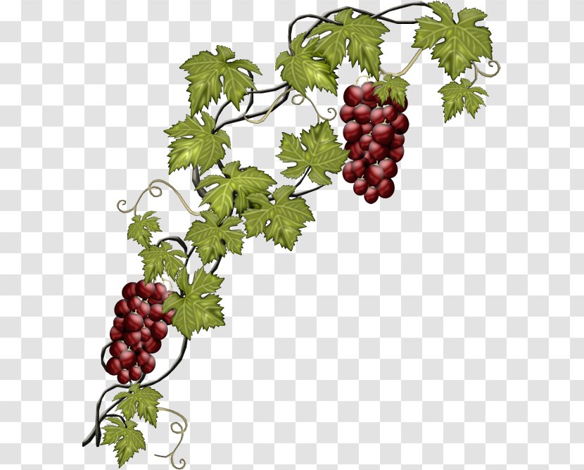 Common Grape Vine Wine Fruit Transparent PNG