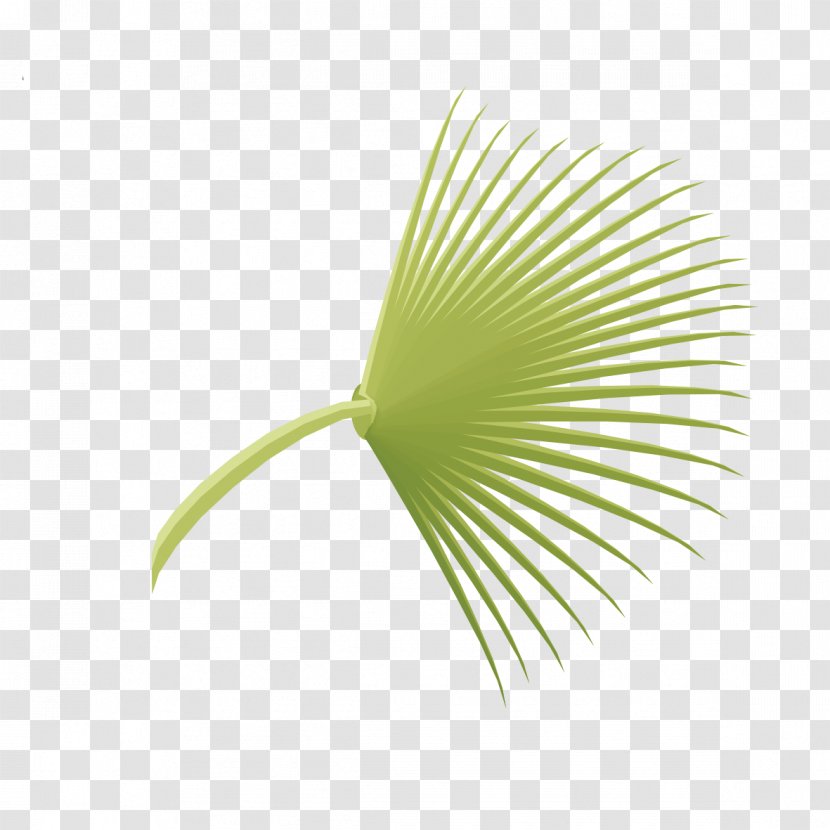 Leaf - Green - Fan-shaped Iron Tree Leaves Transparent PNG