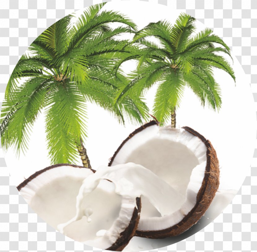 Coconut Arecaceae Flowerpot Tree Arecales Transparent PNG