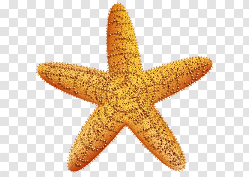 Gold Stock Photography Starfish Fotosearch - Film Transparent PNG