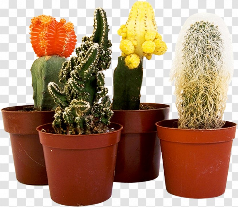 Houseplant Cactaceae Flower - Fig Trees - Cactus Transparent PNG