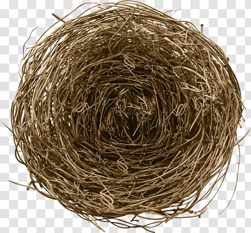 Birds, Nests, & Eggs Nests And Bird Nest - Straw Transparent PNG