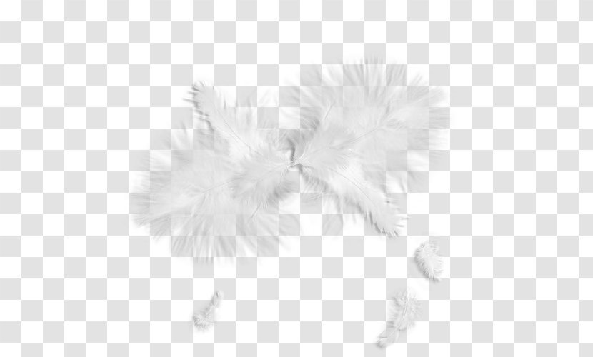 White Feather Clip Art - Color Transparent PNG