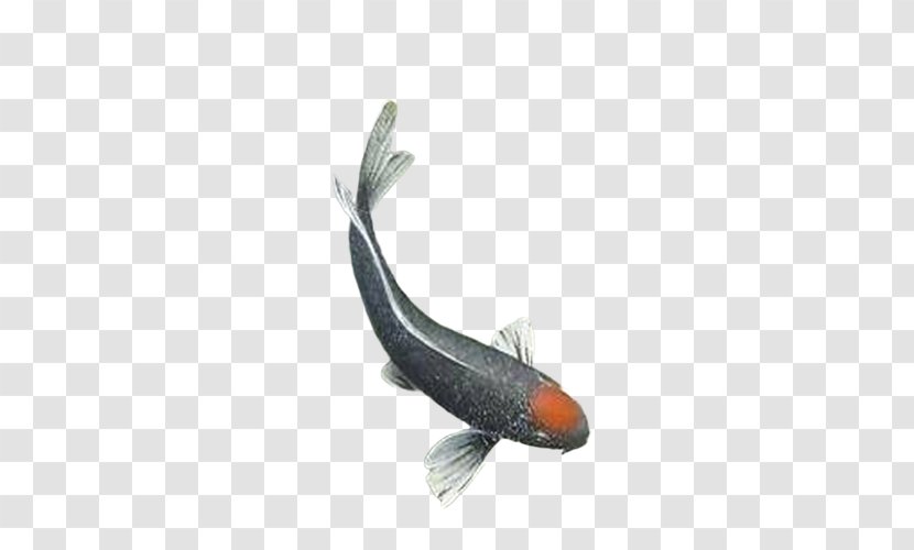 Common Carp Fish - Drawing - Water Transparent PNG