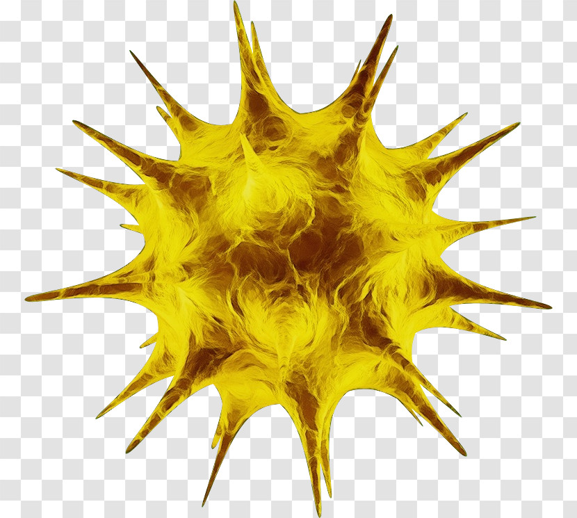 Yellow Close-up Biology Science Transparent PNG
