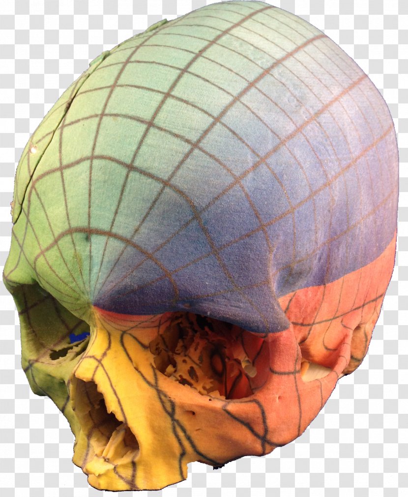 Anatomy 3D Printing Jaw Skull - 3d Print Gyroscope Transparent PNG