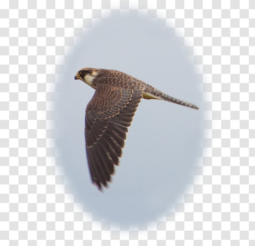 Hawk Buzzard Eagle Beak Falcon Transparent PNG