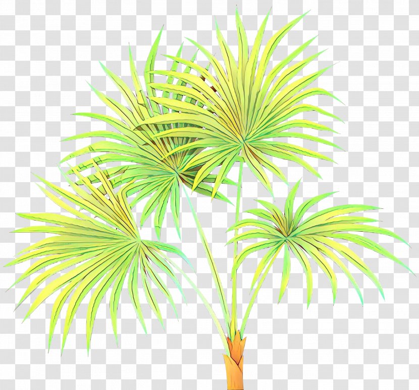 Asian Palmyra Palm Date Trees Line Leaf - Borassus - Arecales Transparent PNG