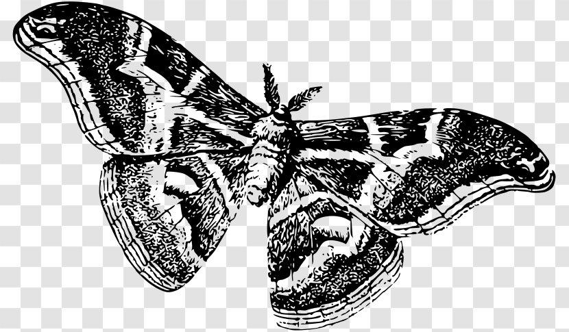 Butterfly Moth Silkworm Clip Art - Cartoon Transparent PNG