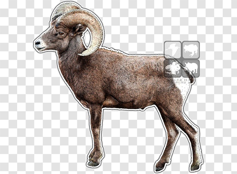 Desert Bighorn Sheep Argali Barbary - Goat Antelope Transparent PNG