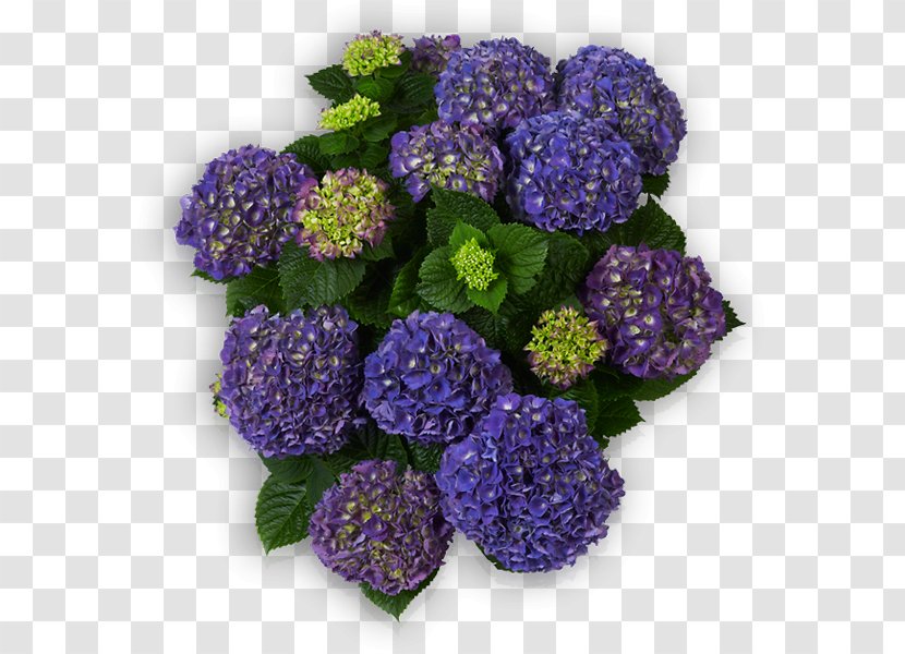 Hydrangea Cut Flowers Annual Plant Herbaceous - Flower - Hort Transparent PNG