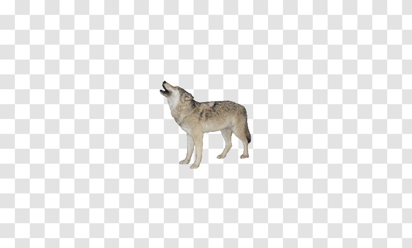 Gray Wolf Clip Art - Small To Medium Sized Cats - Animals Pictures Transparent PNG