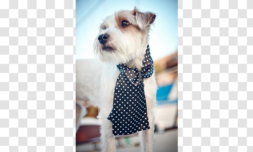 Miniature Schnauzer Schnoodle Puppy Dog Breed Companion - Leash - Ascot Tie Transparent PNG