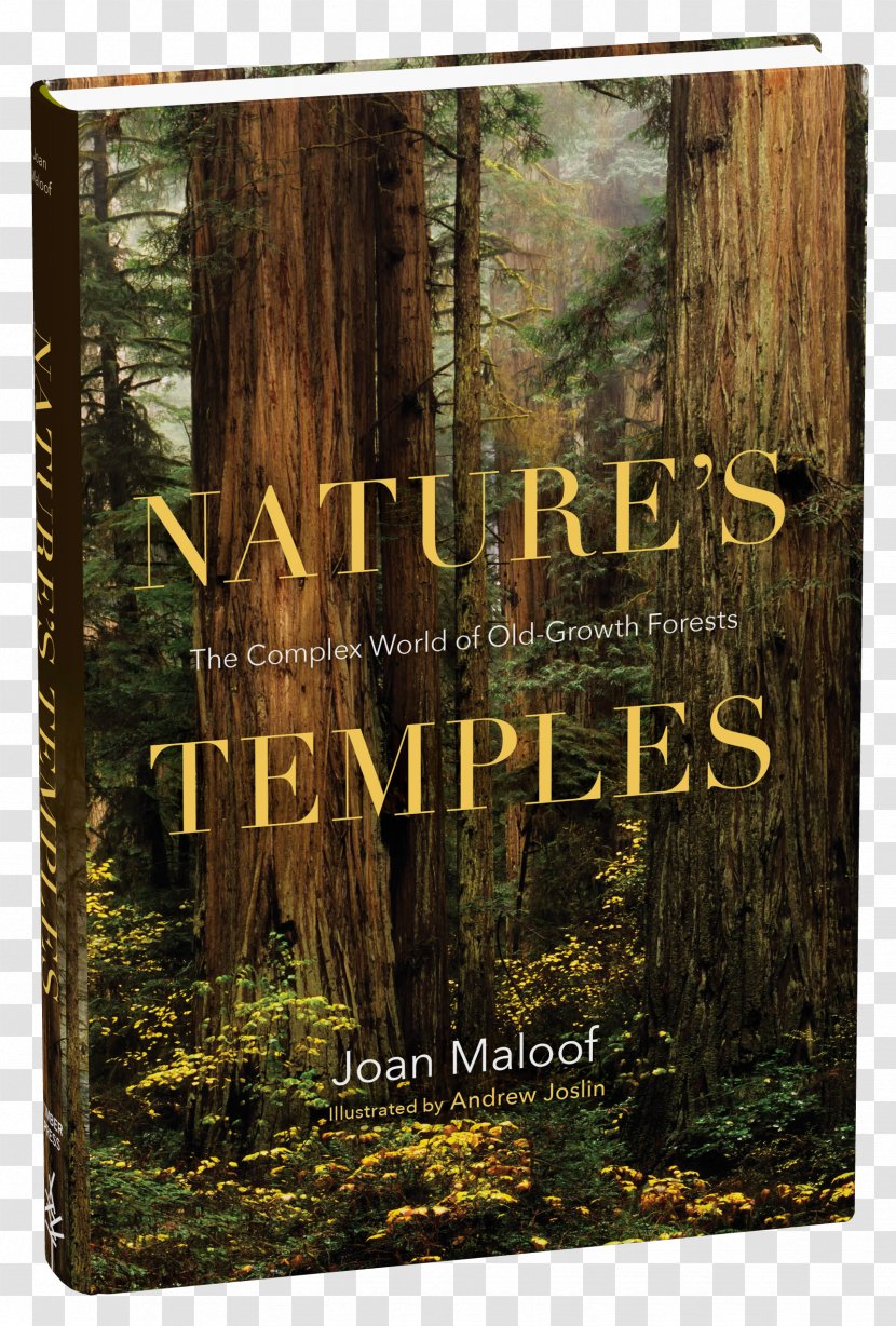 Nature's Temples: The Complex World Of Old-Growth Forests Among Ancients: Adventures In Eastern Tree - Trunk - Forest Transparent PNG