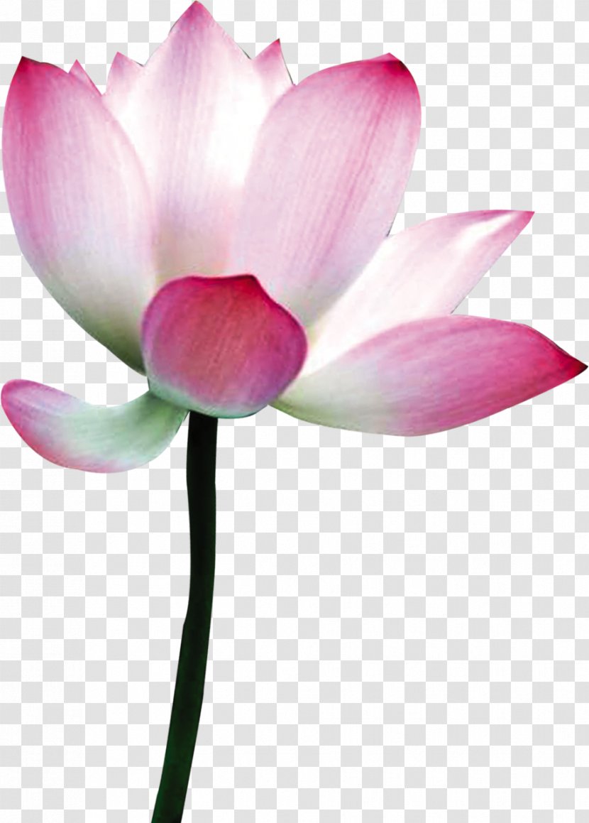 Nelumbo Nucifera Flower Download - Proteales - Physical Lotus Transparent PNG