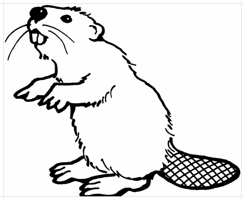 North American Beaver Coloring Book Felidae Rodent Castoroides - White Transparent PNG