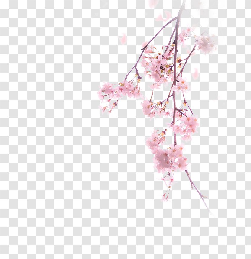 Cherry Blossom Illustration - Petal - Blossoms Transparent PNG