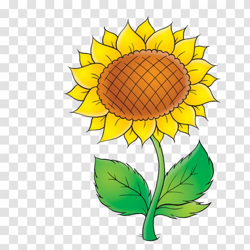 Common Sunflower Drawing Clip Art - Yellow - Girassol Transparent PNG
