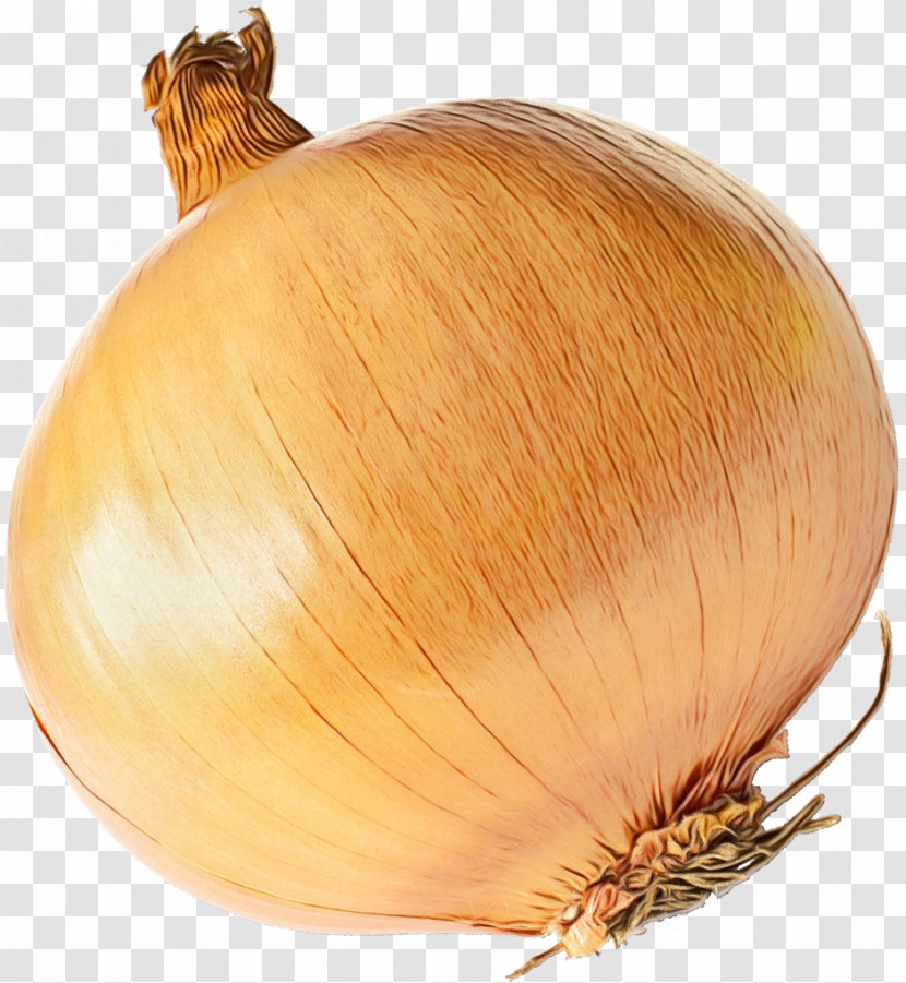 Brown Onion Garlic Winter Squash Plant Commodity Transparent PNG