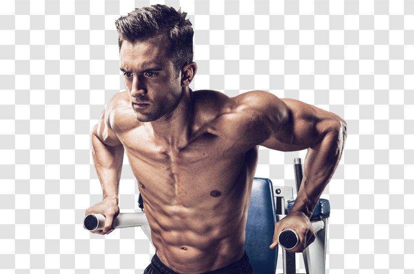 Muscle Bodybuilding Weight Training Athlete Sport - Tree Transparent PNG