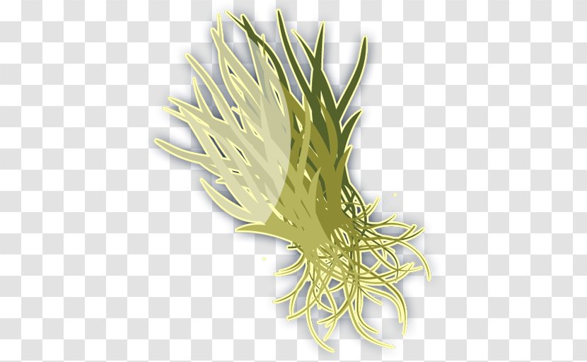 Thalassia Testudinum Seagrass Pasto Marino Benthos - Sponge - Coral Transparent PNG