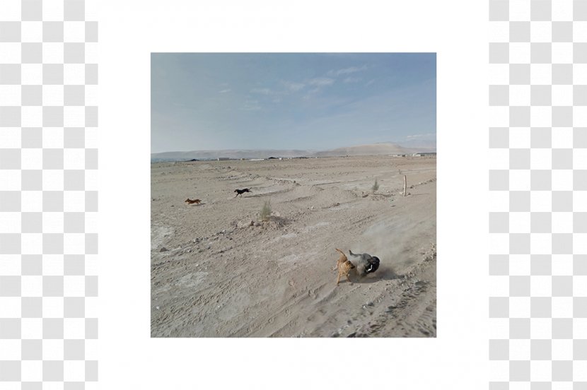 Aeolian Landform Landscape Dog Ecosystem Ecoregion - Peru Transparent PNG