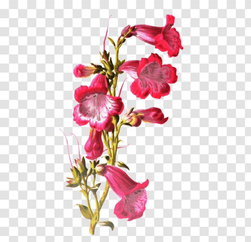 Plant Stem Cut Flowers Ipomoea Nil Petal - Flower Transparent PNG