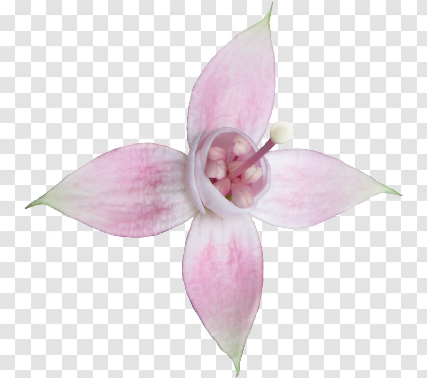 Moth Orchids Cut Flowers Petal Fuchsia Pink M Transparent PNG