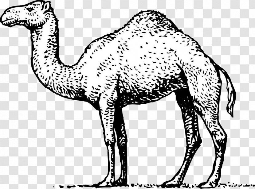 Dromedary Royalty-free Illustration - Organism - Cartoon Hand Painted Camel Transparent PNG