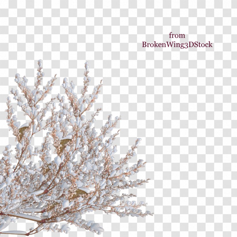 Tree Shrub Winter Branch - Pine Family - Snow Top Transparent PNG