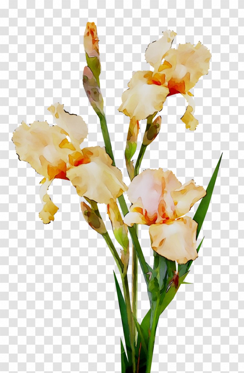 Cut Flowers Gladiolus Floral Design Plant Stem Canna - Iris - Botany Transparent PNG