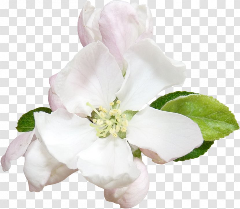 Flower Apples Blossom Plant Clip Art - Jasmine - Lilly Transparent PNG