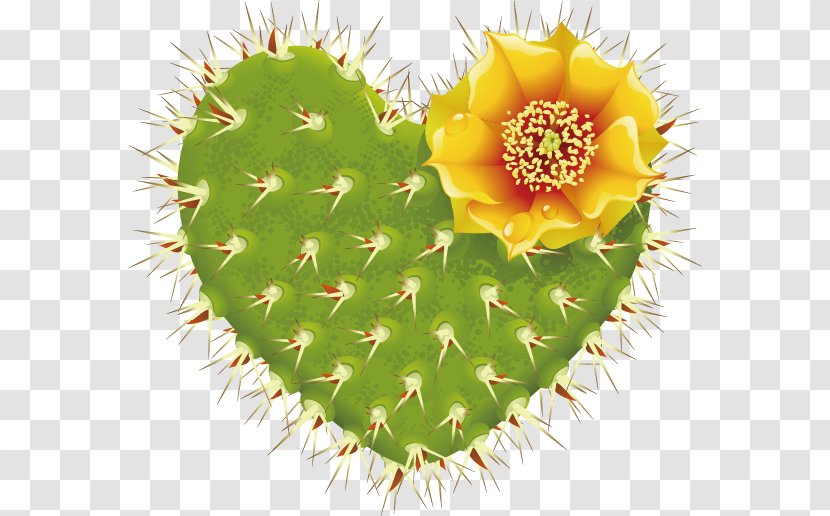 Barbary Fig Cactaceae Thorns, Spines, And Prickles Heart - Hedgehog Cactus - Heart-shaped Transparent PNG