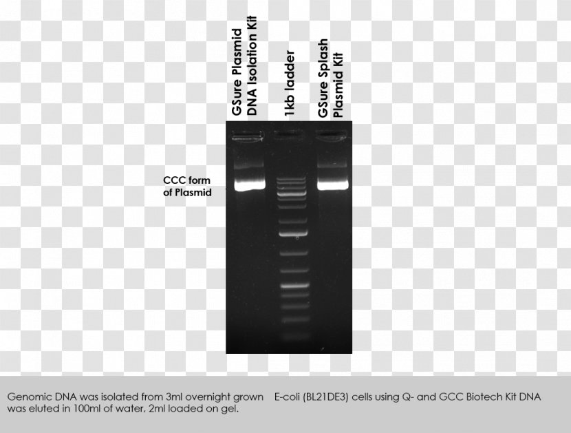 Plasmid Preparation DNA Extraction Restriction Digest - Culture - Dna Column Transparent PNG