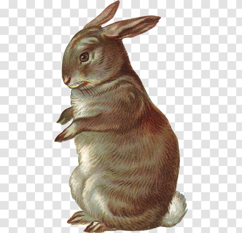 Domestic Rabbit Drawing Clip Art - Terrestrial Animal - Conejos Transparent PNG
