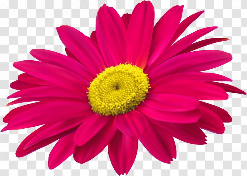 Chrysanthemum - Annual Plant Transparent PNG