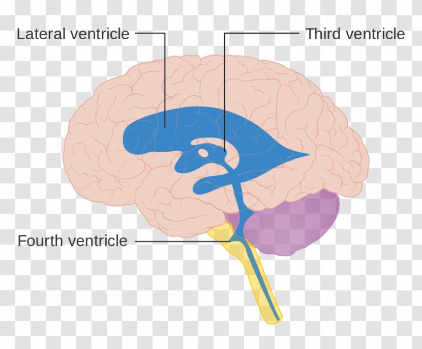 Ventricular System Human Brain Anatomy Ventricle - Silhouette Transparent PNG