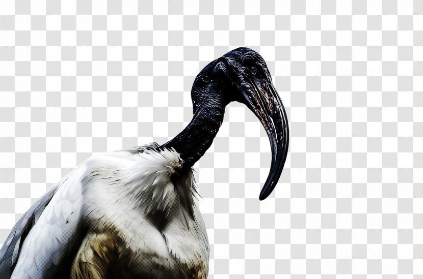 Bird Beak Ibis Neck Crane-like - Cranelike - Pelecaniformes Wildlife Transparent PNG
