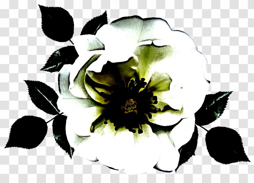 Rose - Blackandwhite - Family Transparent PNG