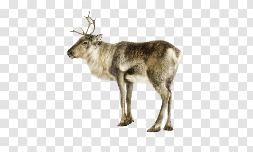 Reindeer Photography Clip Art - Fauna - Deer Transparent PNG