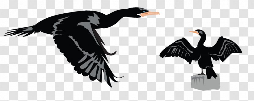 Duck Bird Goose Transparent PNG