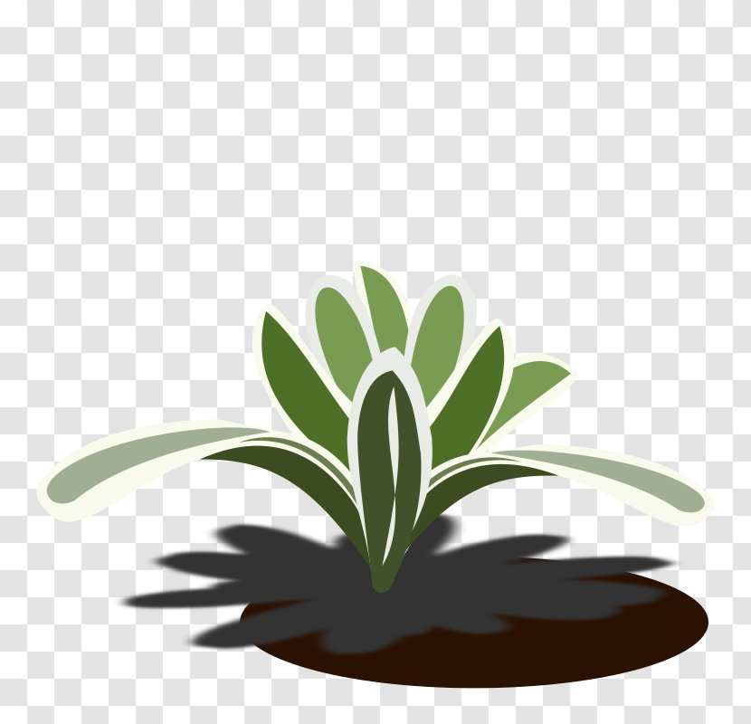 Bromelia Drawing Plant Clip Art - Green - Bromeliad Transparent PNG