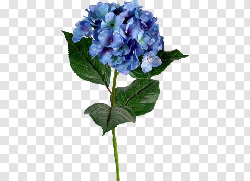French Hydrangea Blue Flower Color Green Transparent PNG