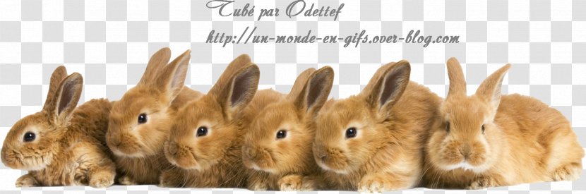 Flemish Giant Rabbit Desktop Wallpaper Continental Animal - Pet - Guinea Pig Transparent PNG