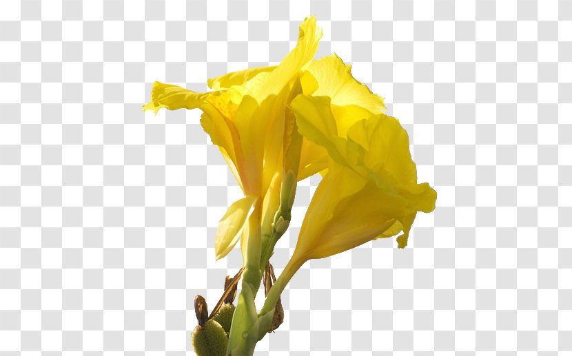 Canna Daffodil Cut Flowers Lilium - Flowering Plant - Cannabis Pictures Transparent PNG
