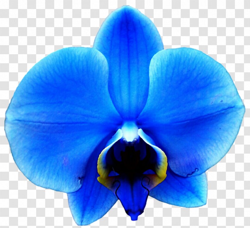 Orchids Blue Flower Clip Art - Flowering Plant Transparent PNG