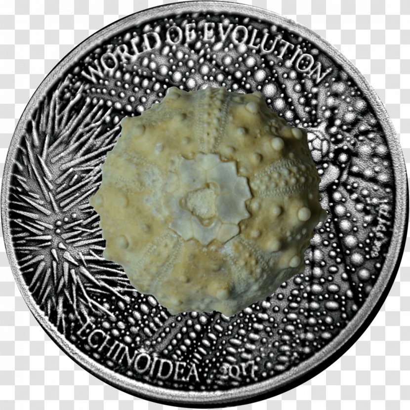 Sea Urchin Coin Otter Silver Evolution - Food Transparent PNG