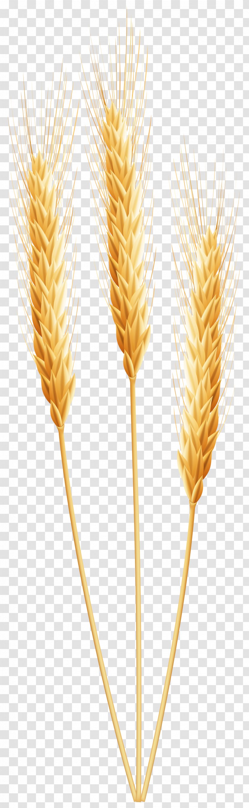 Wheat Grain Clip Art - Durum - Happy Cliparts Transparent PNG