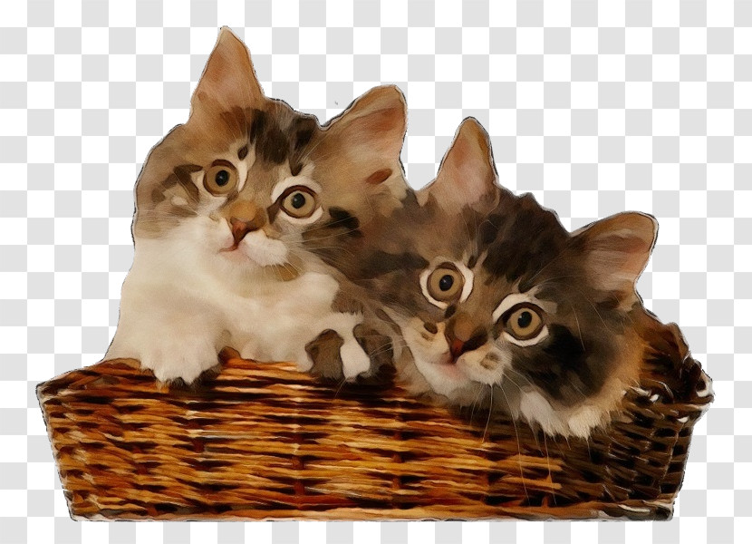 Cat Small To Medium-sized Cats Kitten Whiskers Basket Transparent PNG